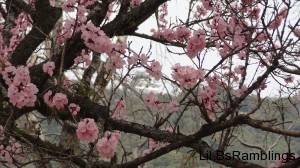 A tree with pink blossoms are clear in front of the picture while the castle behind is a blur.