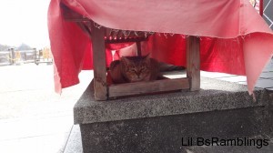 A gray tabby cat hiding under the tablecloth of a display table.