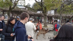 People form a loose circle around a japanese deer to get the perfect picture