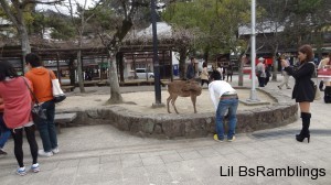 A wild deer poses for a human who is bent over trying to get the perfect picture.