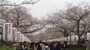 A pathway lined with cherry blossoms and white paper lanterns