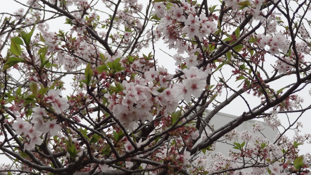 A few branches of cherry blossoms in clusters