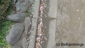 Cheery petals along a cement path